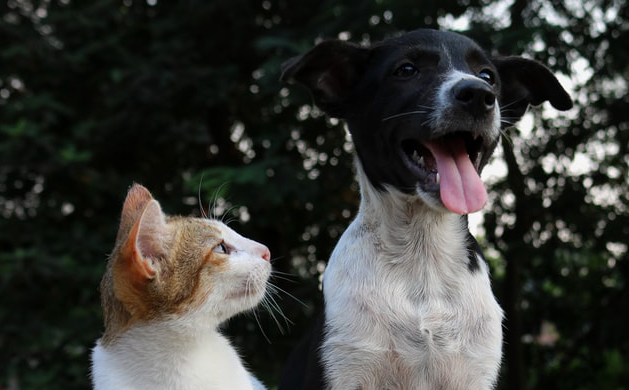 ペットも熱中症に注意！愛犬の4分の1が経験あり ～持ち歩ける「イヌ・ネコの熱中症予防対策マニュアル」を今年も配布～