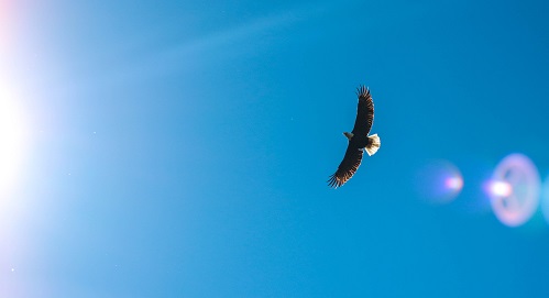 AI bird identification system has been developed. ～Contributing to the coexistence of rare wild animals and wind power generation business  with new technology <AI Bird>～