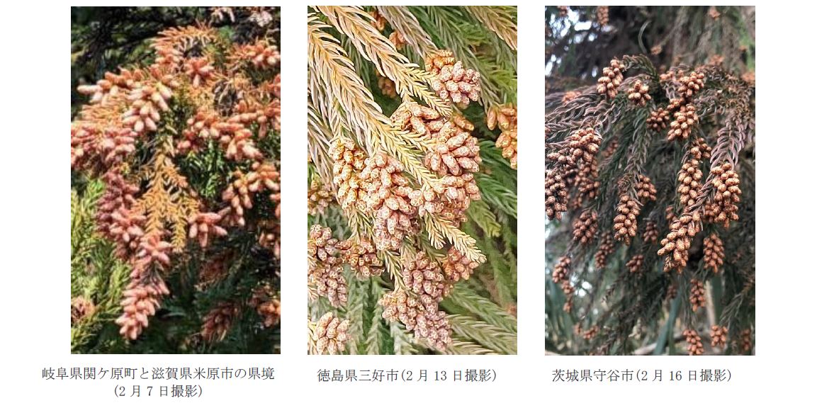 花粉 2021 スギ スギ花粉は2月上旬に関東から飛散開始、ピークは2月下旬から