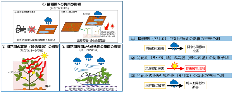 図3　能登(のと)大納言(だいなごん)小豆(あずき)の生育に影響する気象要因とその将来予測 出典：環境省「地域適応コンソーシアム事業　成果集」 （https://adaptation-platform.nies.go.jp/conso/pdf/final_report.pdf）