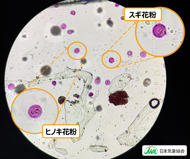 スギ花粉・ヒノキ花粉のイメージ