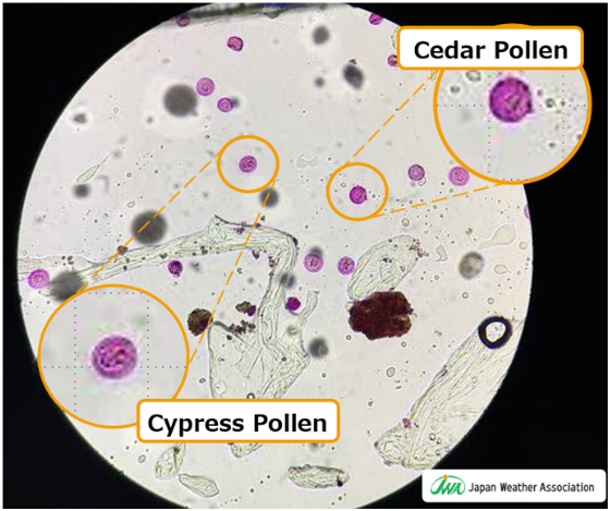 Image of Cedar and Cypress Pollen
