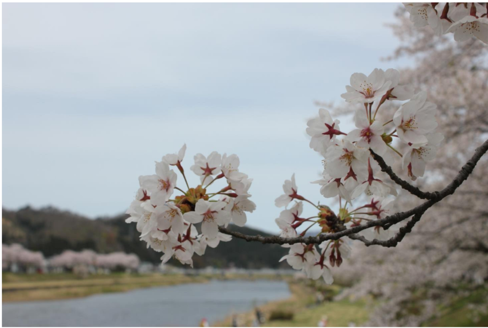 秋田県仙北市 桧木内川堤(4月24日撮影)