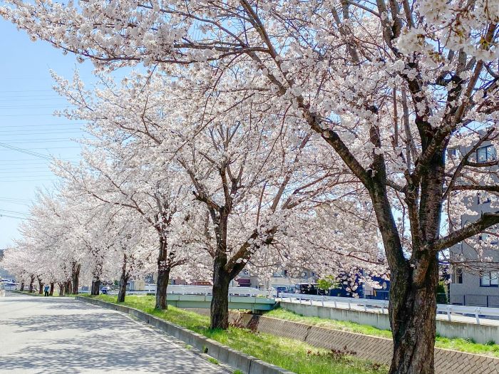 長野県佐久市(4月12日撮影)