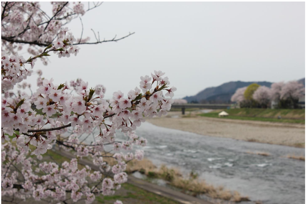 秋田県仙北市 桧木内川堤(4月24日撮影)