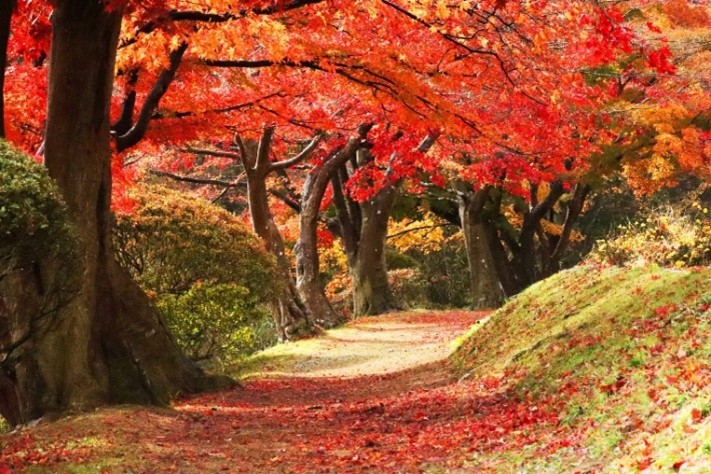 AutumnFoliage_01