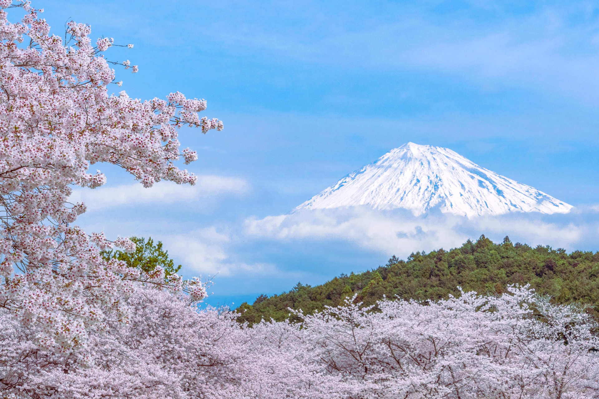 sakura