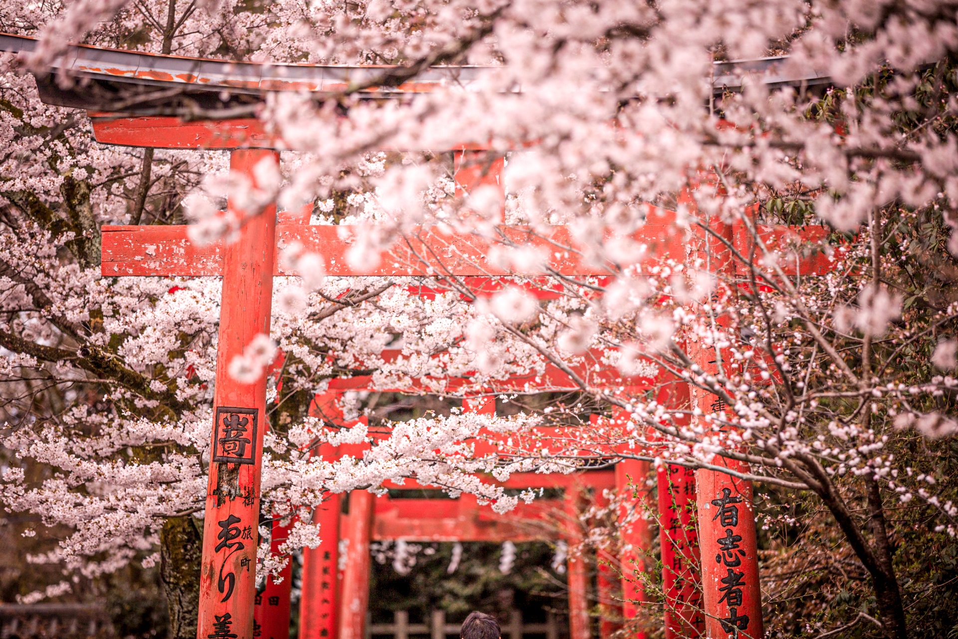 sakura