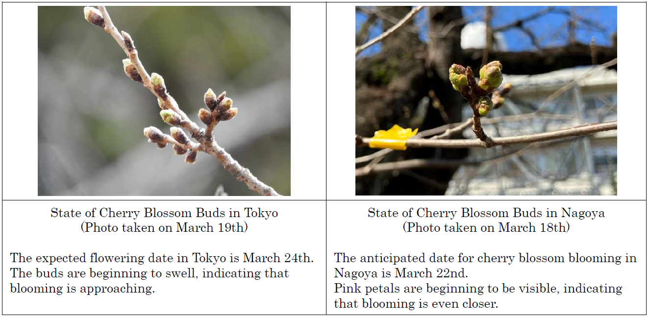 The Appearance of Cherry Blossom Buds
