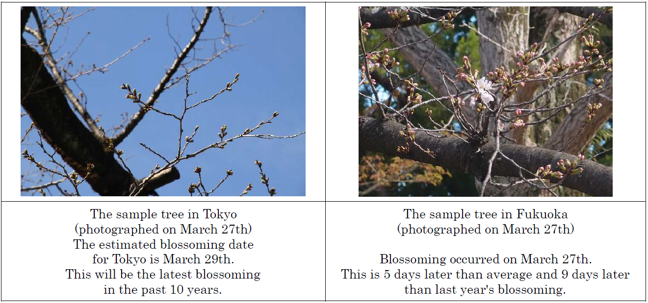 The Appearance of Cherry Blossom Buds