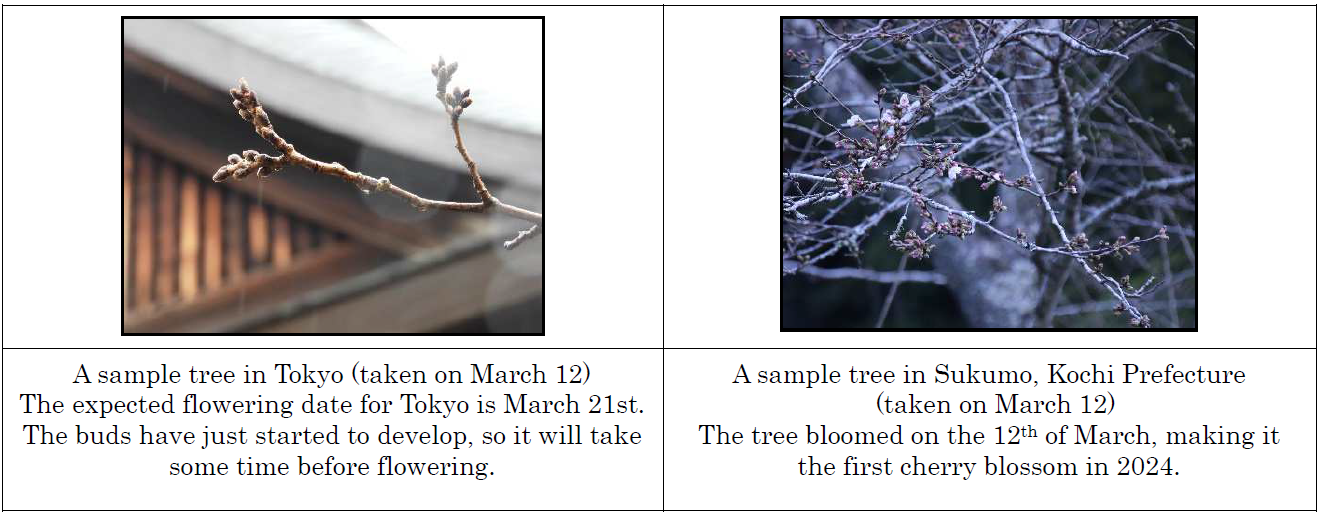 The appearance of cherry blossom buds