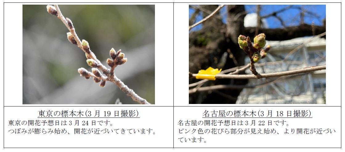 花芽の様子_240319