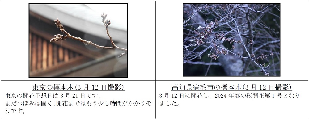 花芽の様子_240312