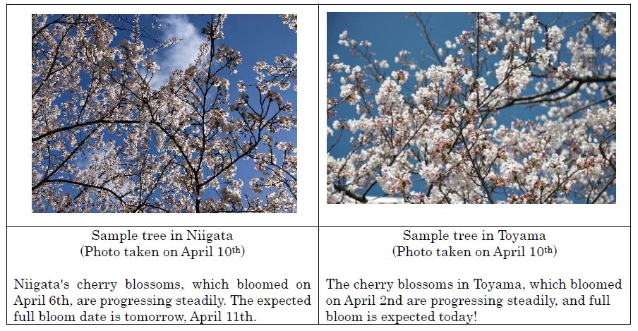 The Appearance of Cherry Blossom Buds