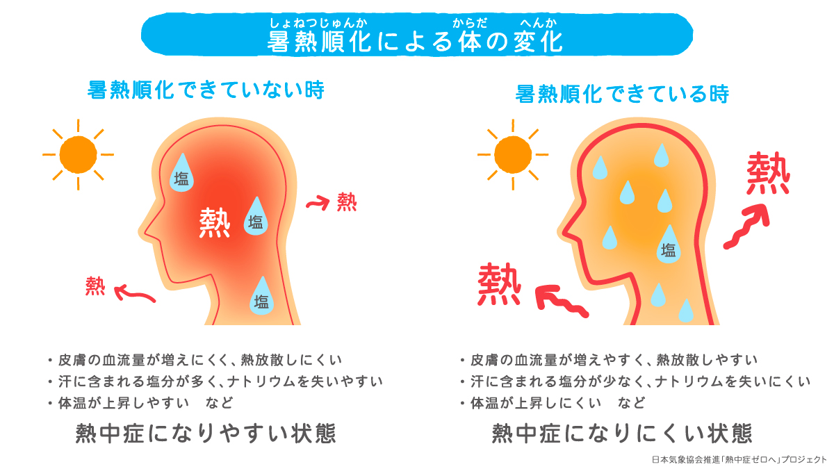 ■暑熱順化とは