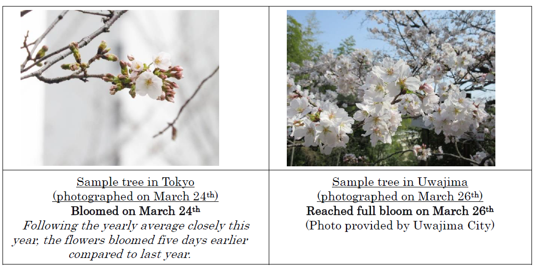The Appearance of Cherry Blossom Buds