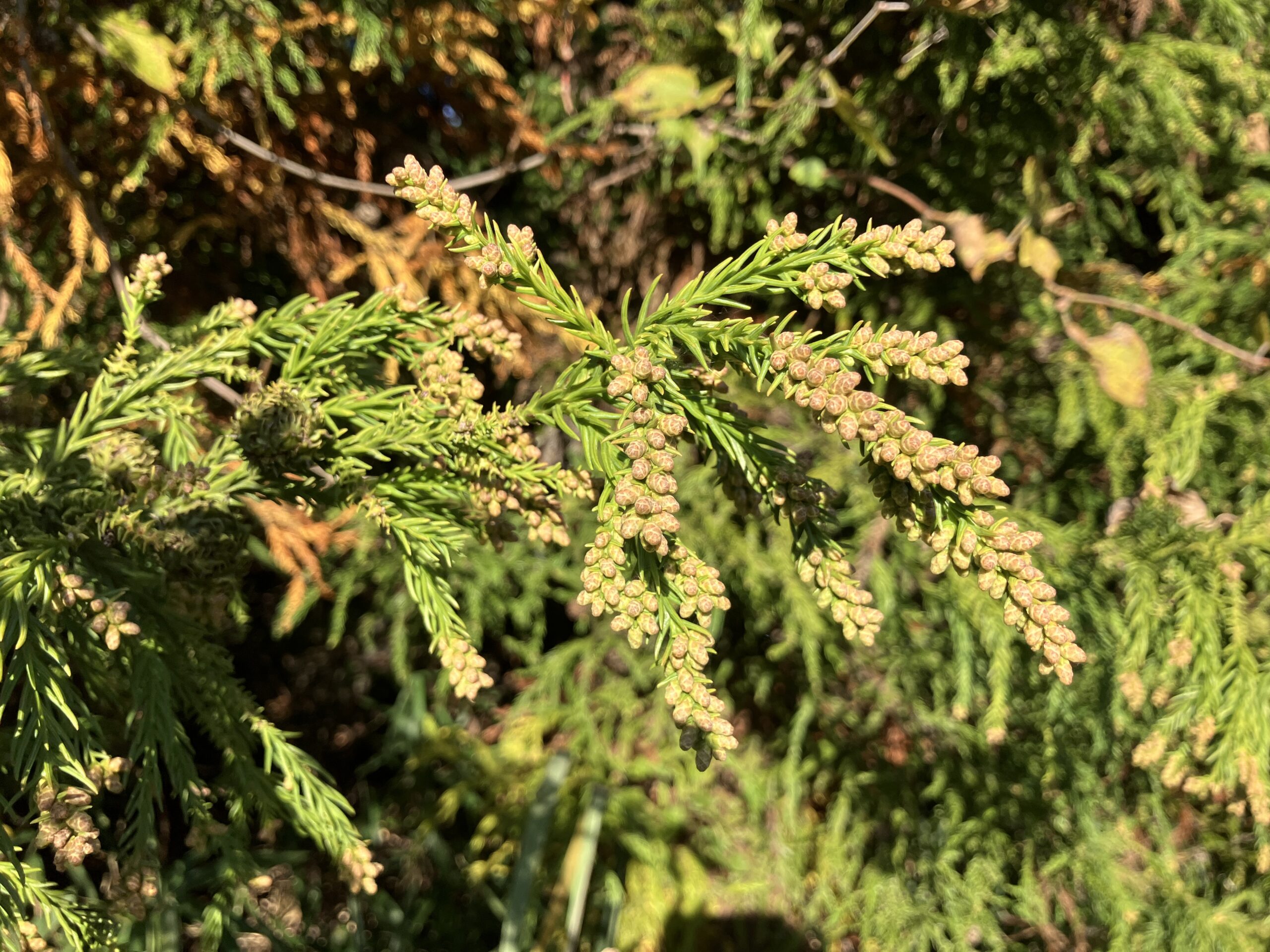 スギ花芽調査 岐阜県関ケ原町 2025年11月16日撮影