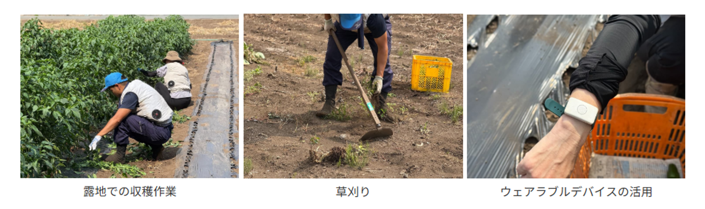 荒井農園